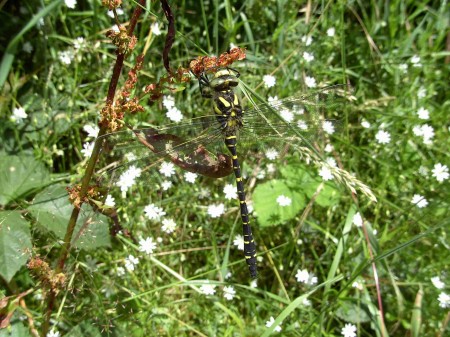 Cordulégastre annelé